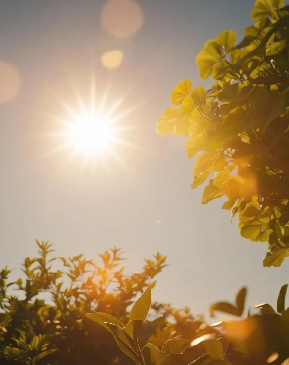 Golden-hour photo of the SUNDAZE farm
