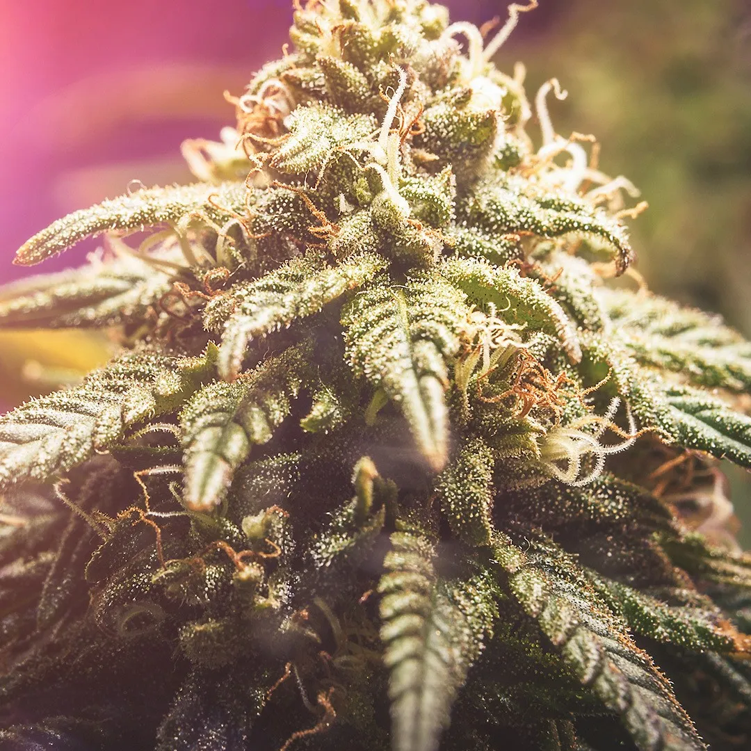 Emerald Triangle hillside